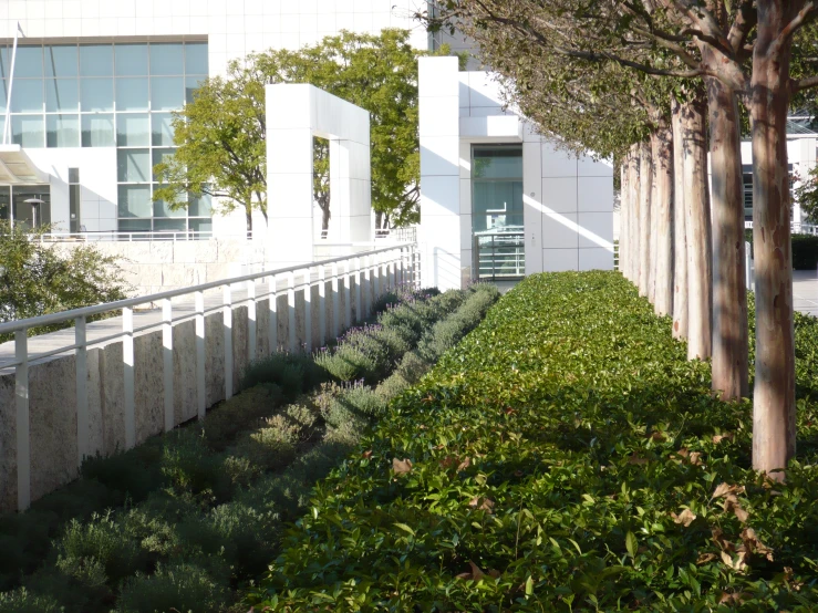 an empty garden line with tall trees in front of a building