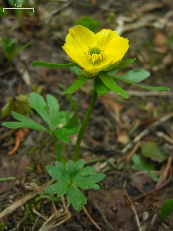 the yellow flower is growing through the grass