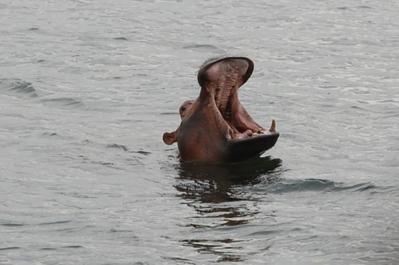 a hippopotamus poking his head out of the water