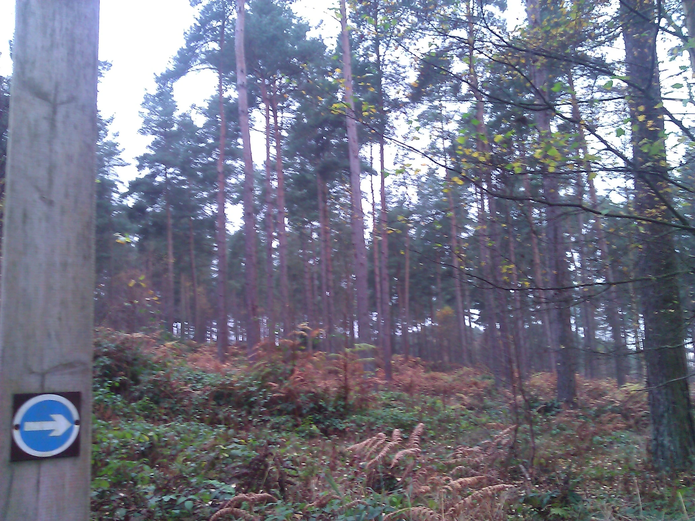 a sign in the woods indicating to park on a hill