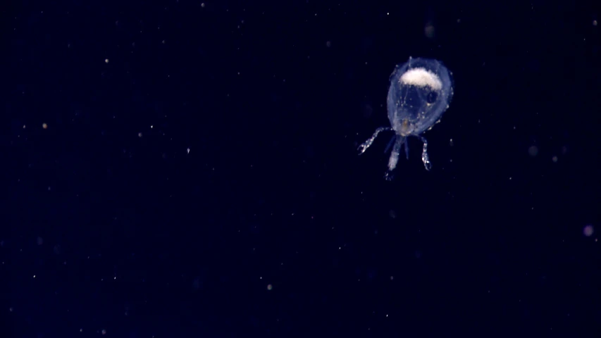 a jelly fish that is floating at night