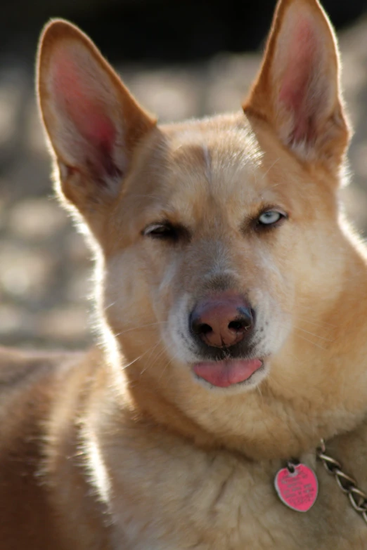 a tan dog with a pink heart on his chest