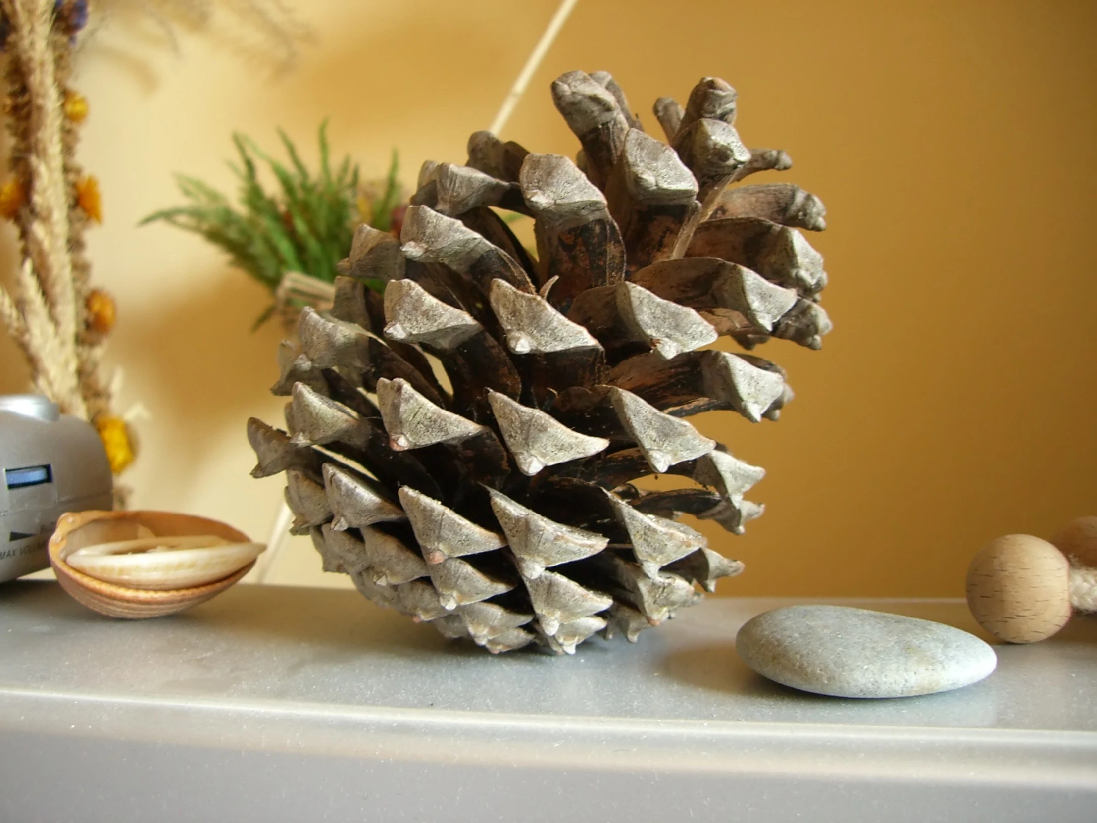 a pine cone and rocks are sitting on the table