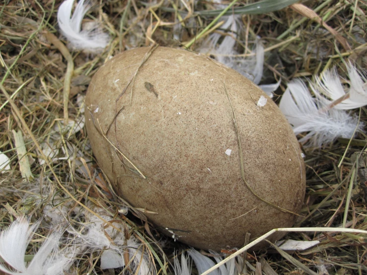 an egg with brown markings laying in some grass