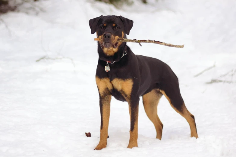 a dog in the snow with a stick