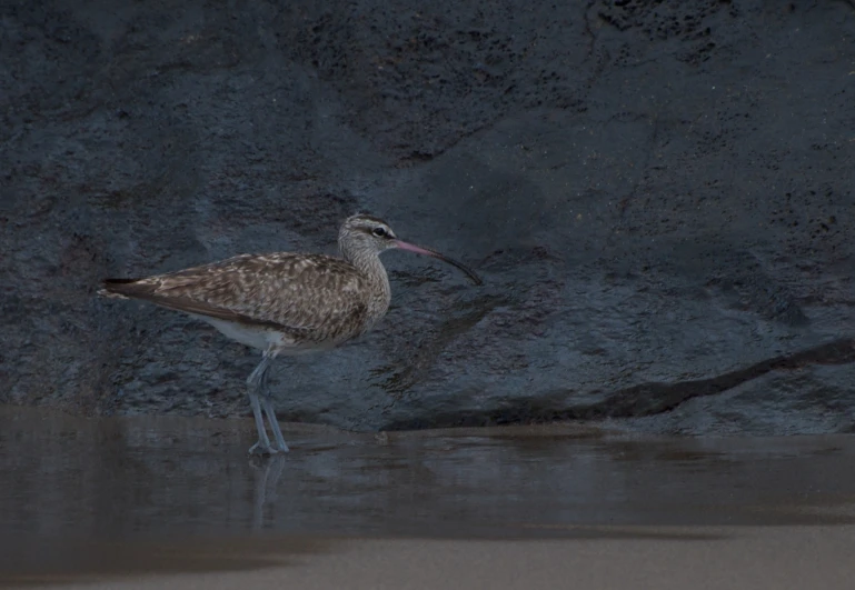 a bird standing near the water in the sun