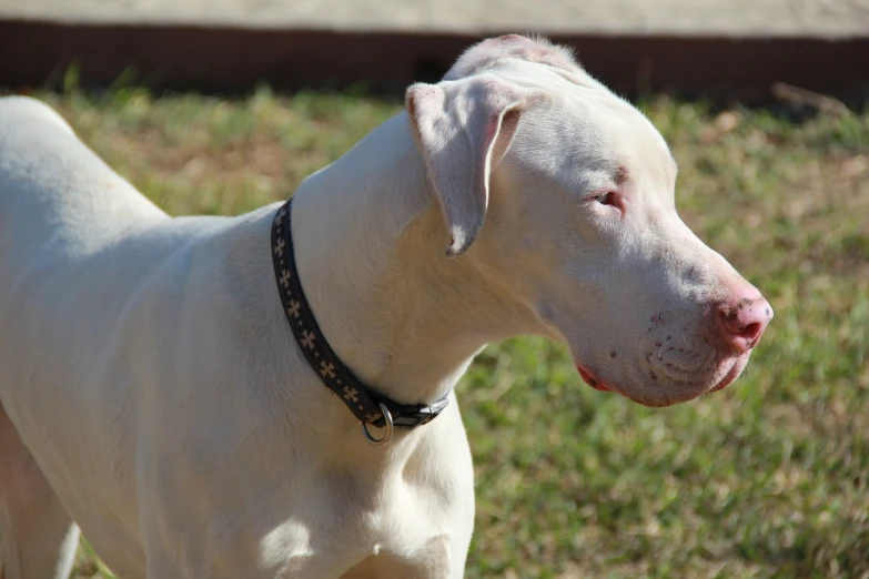 the white dog has a brown collar standing in the grass