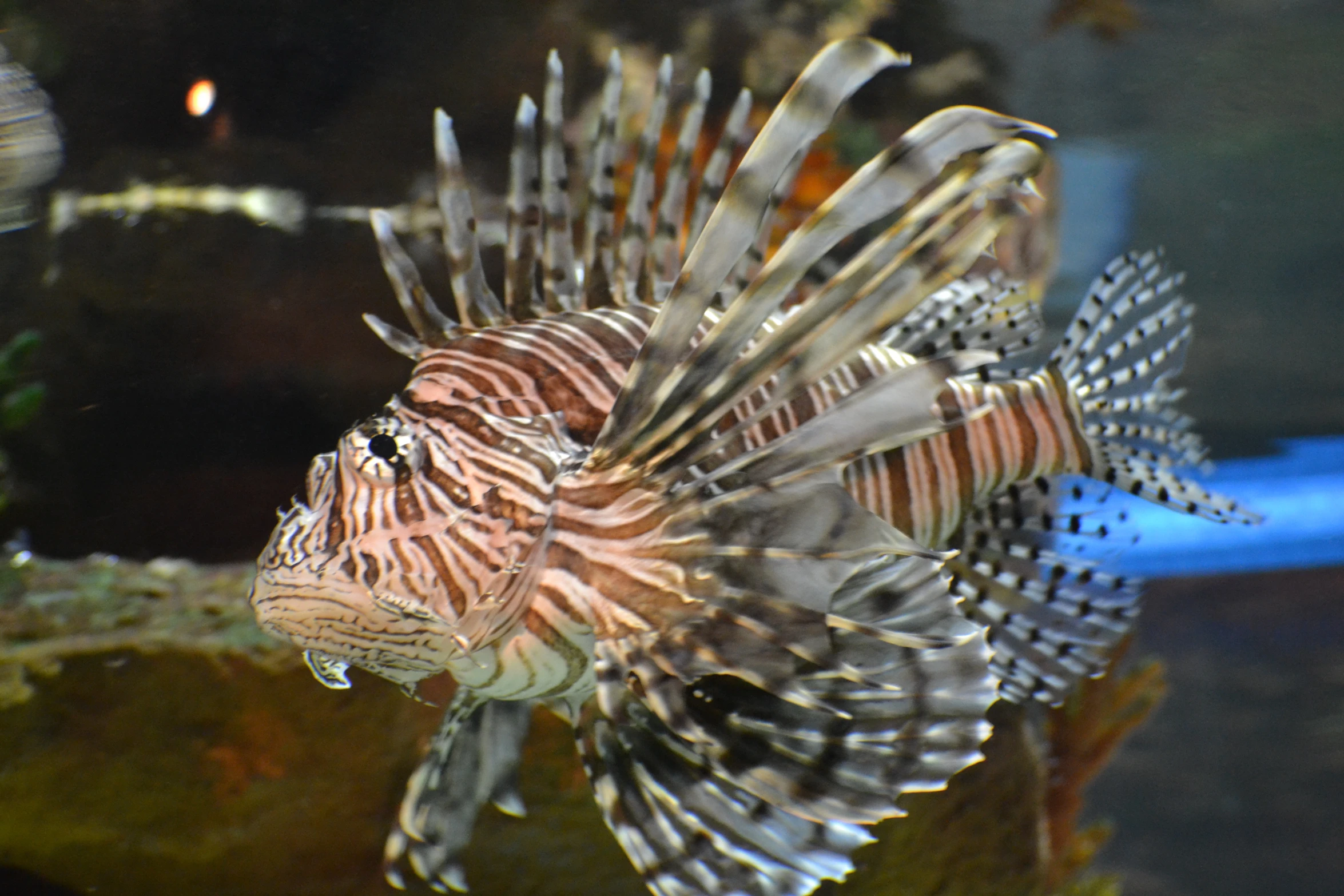 this is a large and unique lion fish