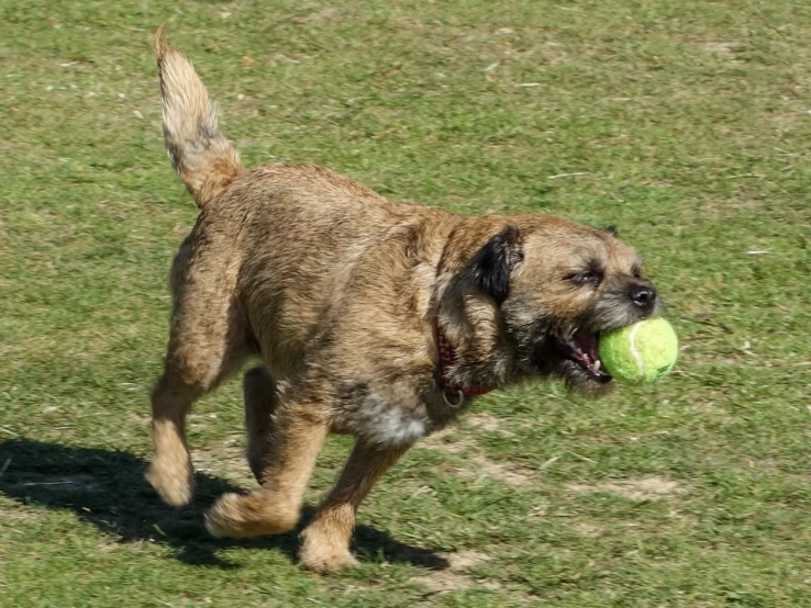 a dog running through the grass with a ball in its mouth