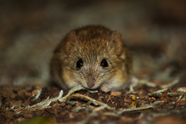 a small brown rodent with eyes wide open