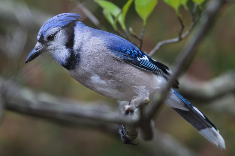 a blue jay perched on a tree nch