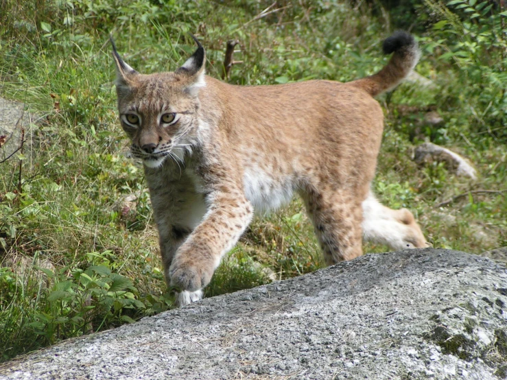 a large cat walking along a rocky trail