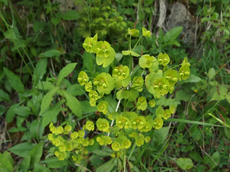 a bunch of flowers in the grass that are blooming