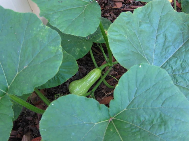 the cucumber is laying on the green leaf