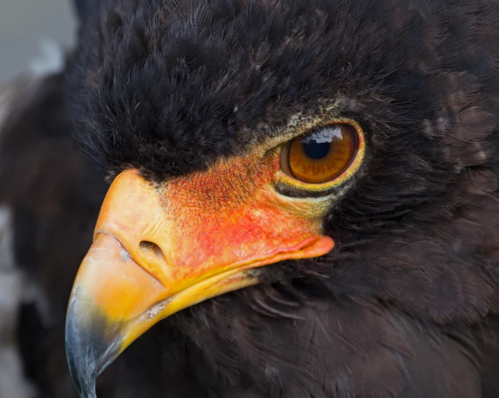 a black bird with yellow and orange feathers