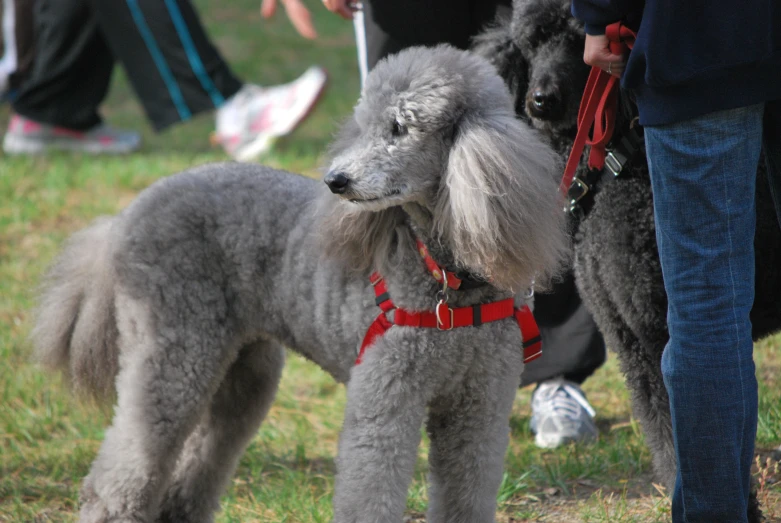 poodles standing on the grass with their owner