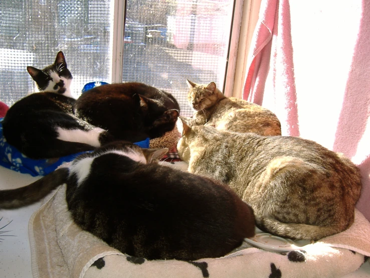 a group of cats are sitting on the windowsill