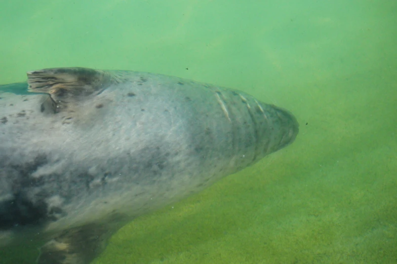 a manakee in a pool of water with his face and head poking out