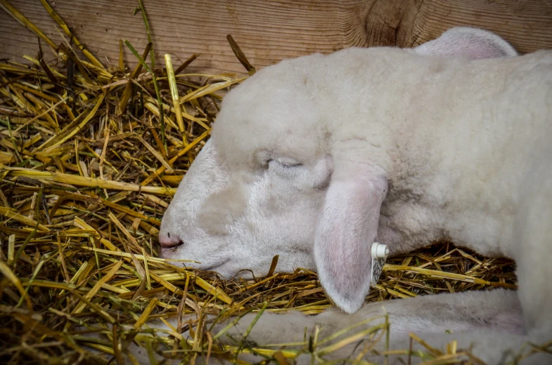 a white lamb asleep in hay on the ground