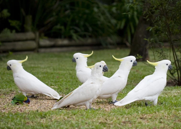 four white birds with long curved yellow wings