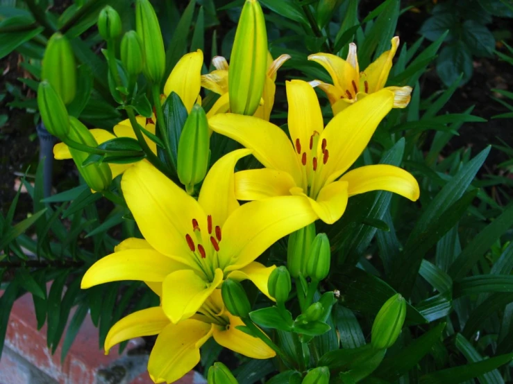 some yellow flowers are blooming in a pot