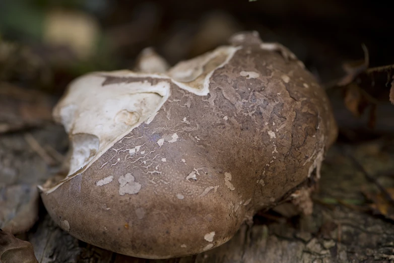 this is an old, brown mushroom growing on the ground