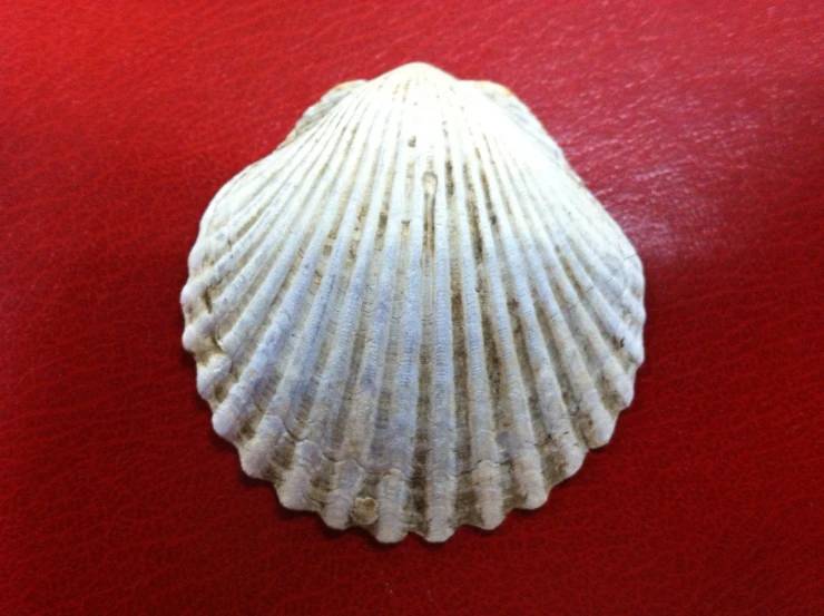 an unfurnished seashell on a red background