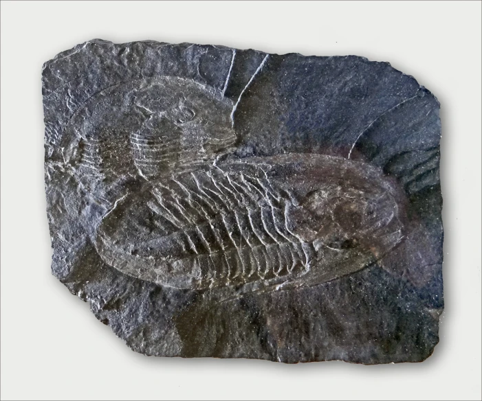 the skeleton of an fish is seen on this rock