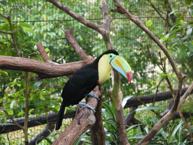 a bird sits on a tree limb with a multi - colored beak
