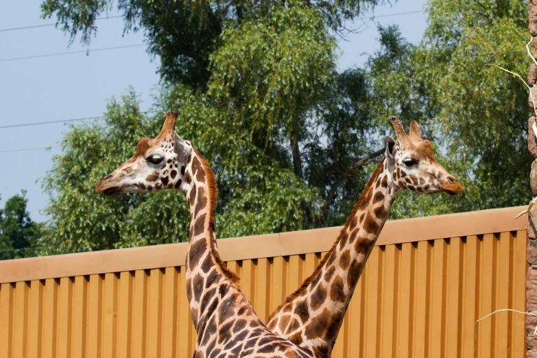 two giraffes stand beside each other in an enclosure