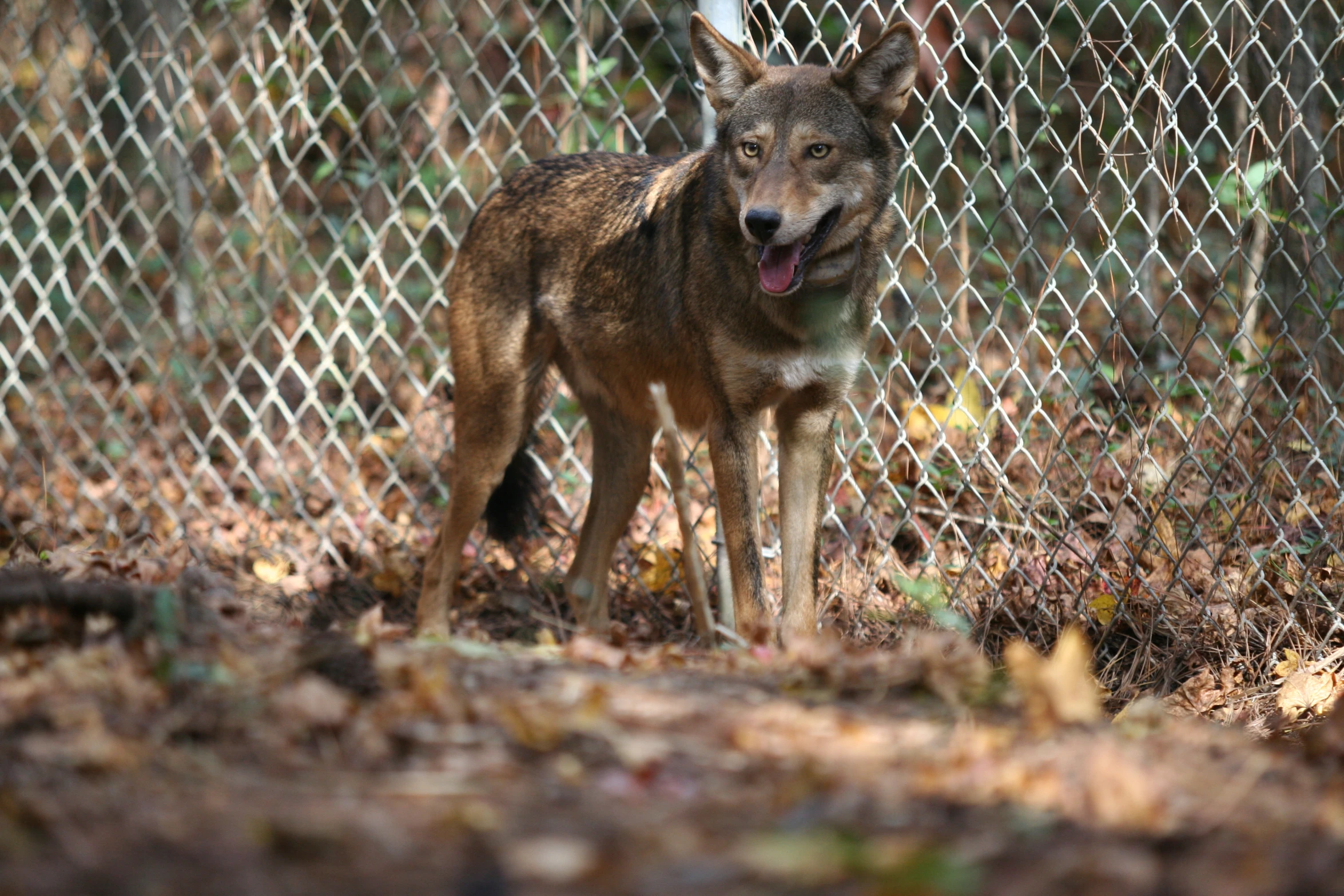 a wolf stands by a fence in the autumn