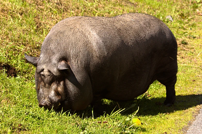 a hippo walks in the grass towards a road