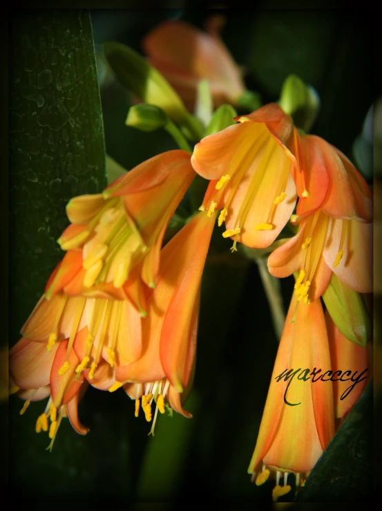 an orange and yellow flower that is on top of a plant