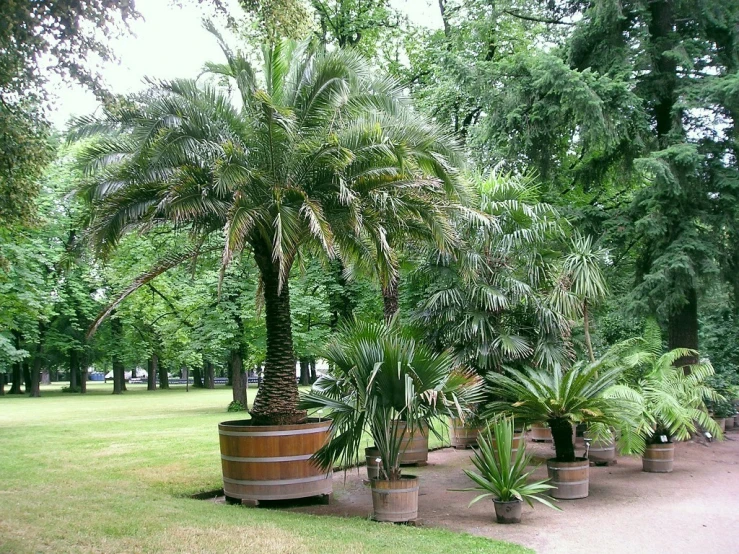 an outdoor garden with palm trees and pots