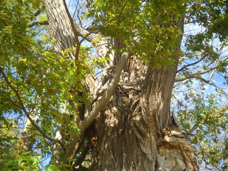 a big tree is on the side of a hill