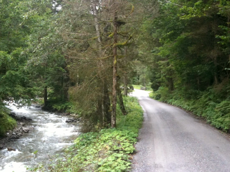 a stream in the middle of a forest with a winding road on both sides