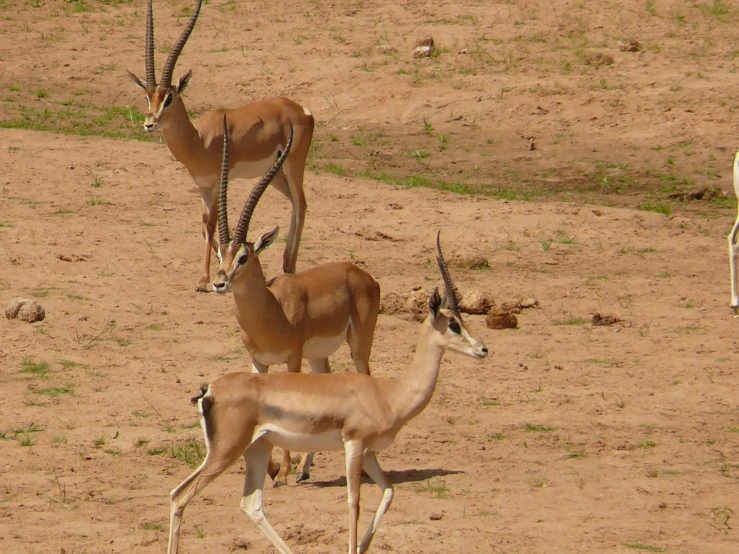 three gazelles and one antelope walk down the dirt covered ground