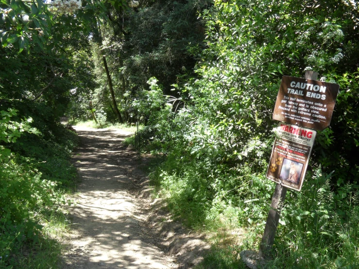 there is a trail running through some trees