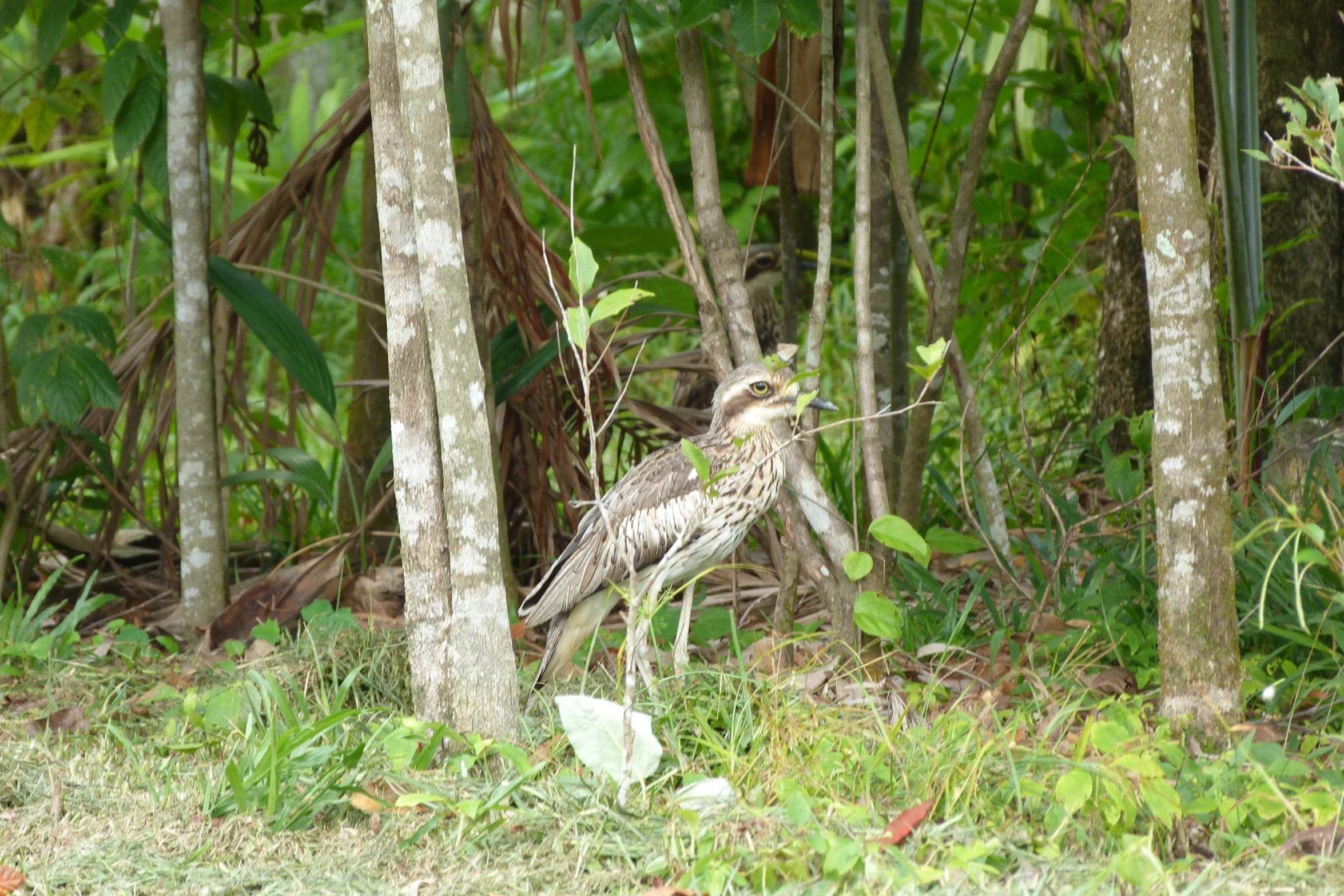 there is a bird standing in the woods