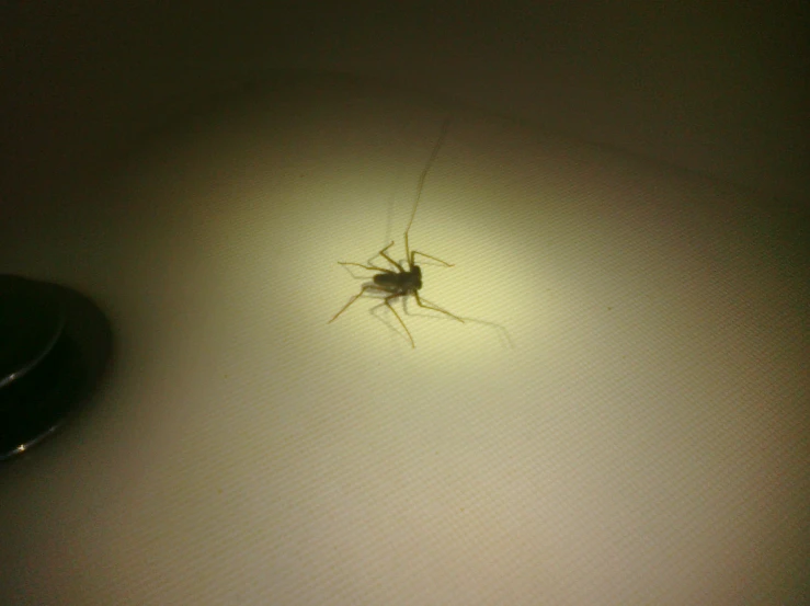 a spider sitting on top of a white counter top