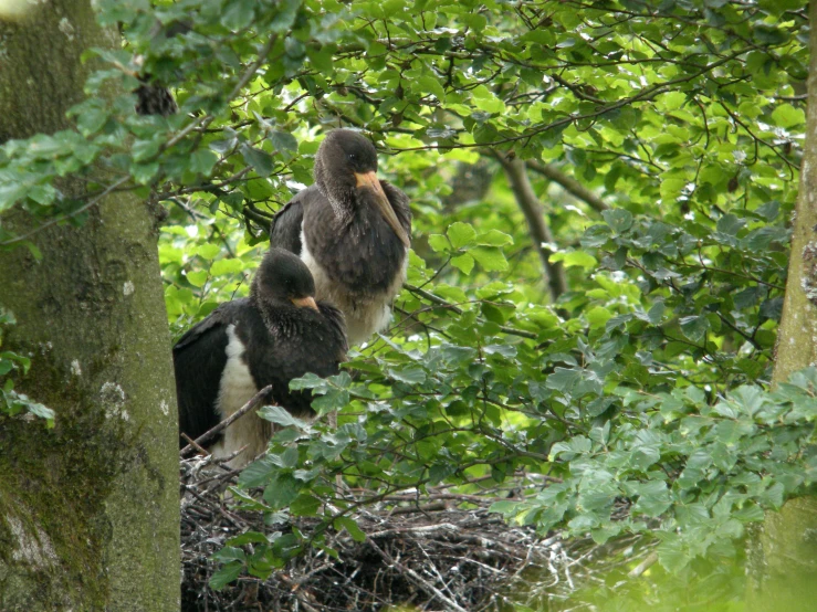 a couple of birds sitting on top of a nest