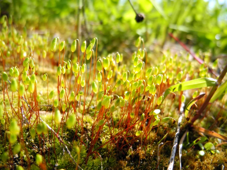 this is a group of young plant life on the ground