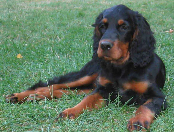 a black and brown dog laying on a green grass covered field