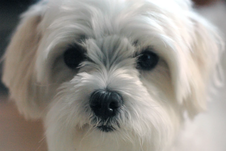 a small white dog looks to the camera