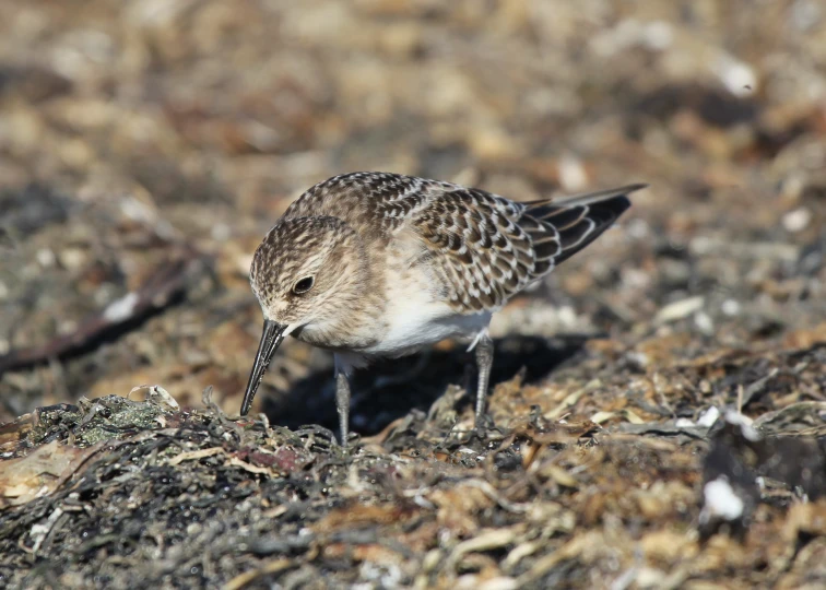 the bird is walking on the ground by itself