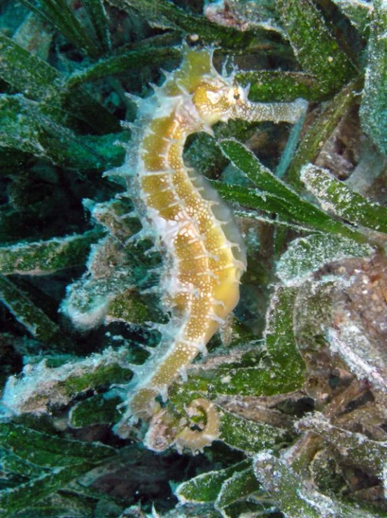 seahorse on a sea weed that is growing out of the water