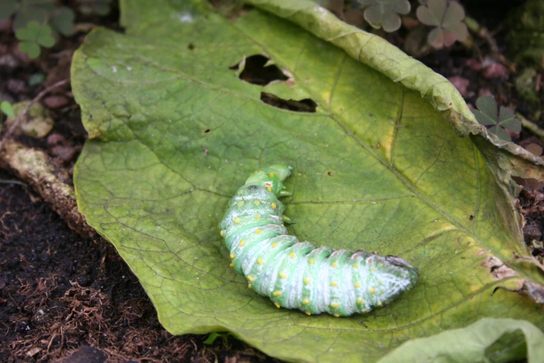 the caterpillar is laying on a green leaf