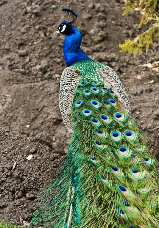 a peacock with its feathers out of the frame