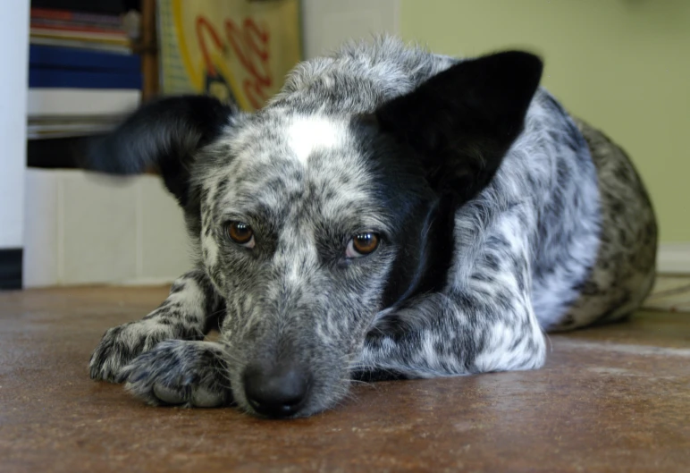 a dog is laying on the floor staring off to the side