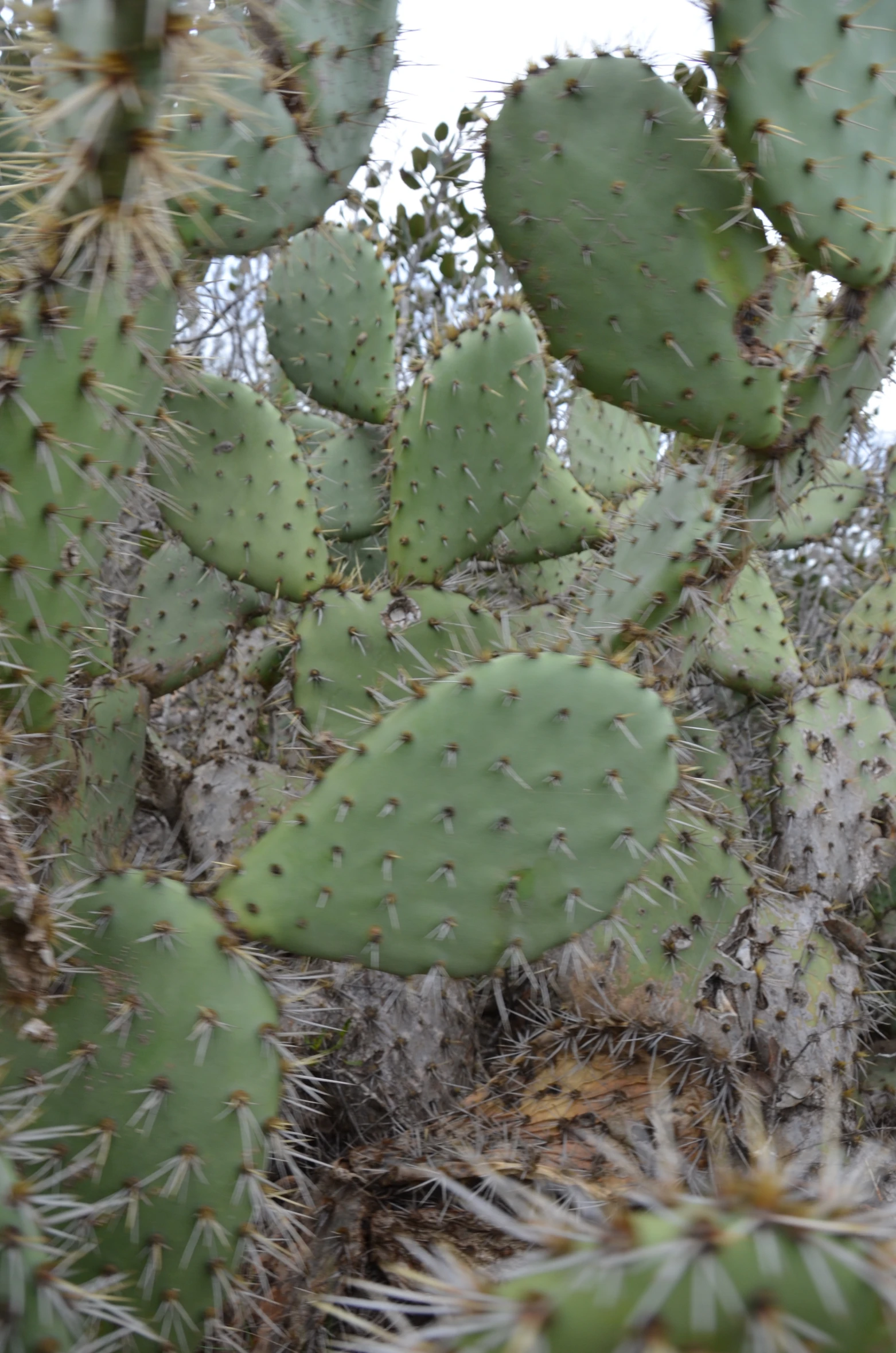 a cactus has several green leaves on it